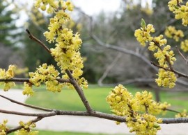 lindera benzoin-251500cm